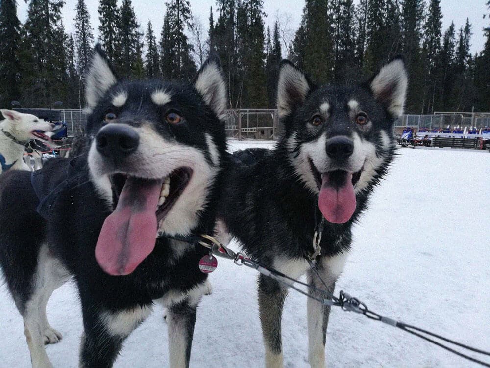 Arctic Dog Sledding Tour