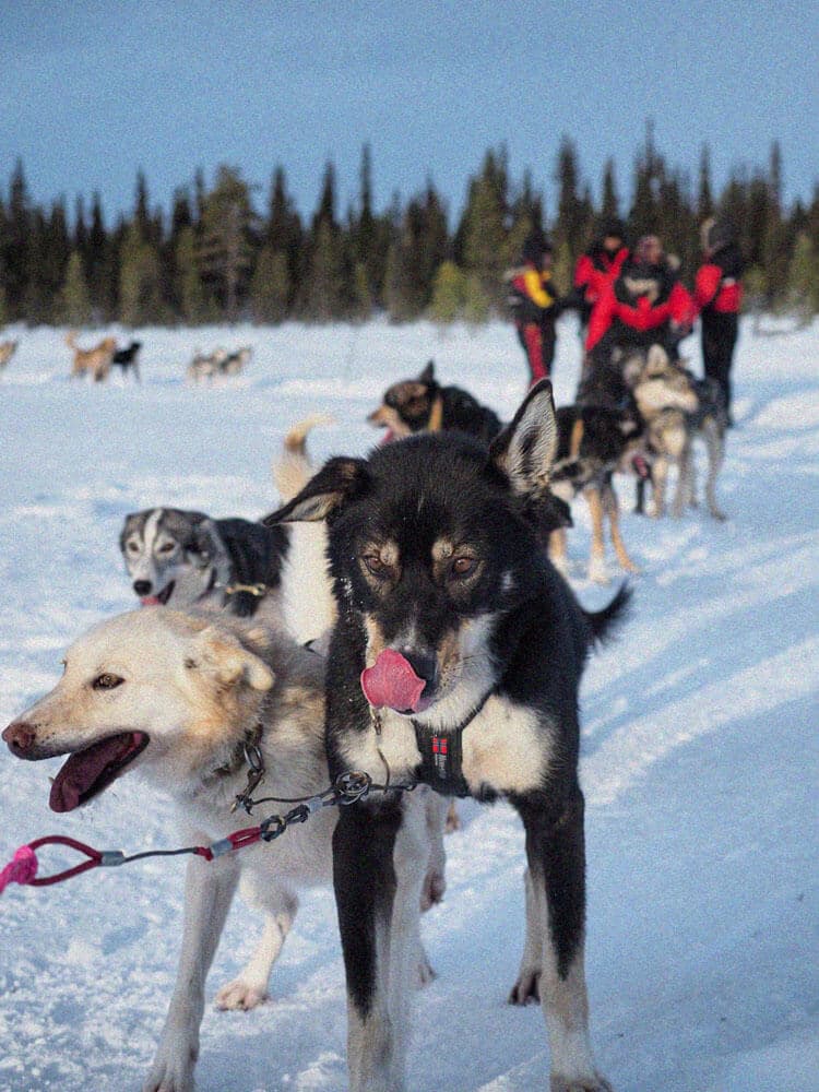 Dog Sledding Tour 5