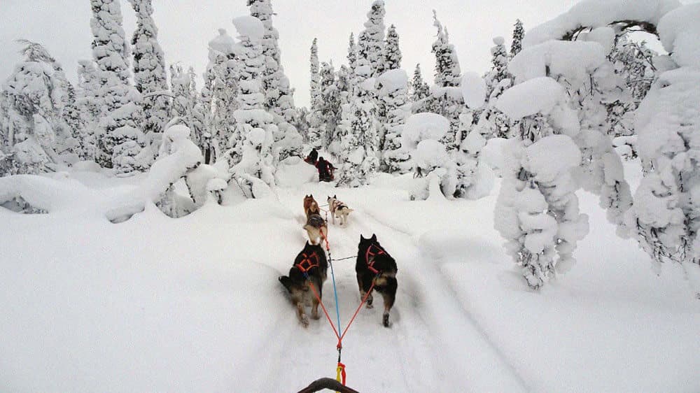 Arctic Dog Sledding Tour 2