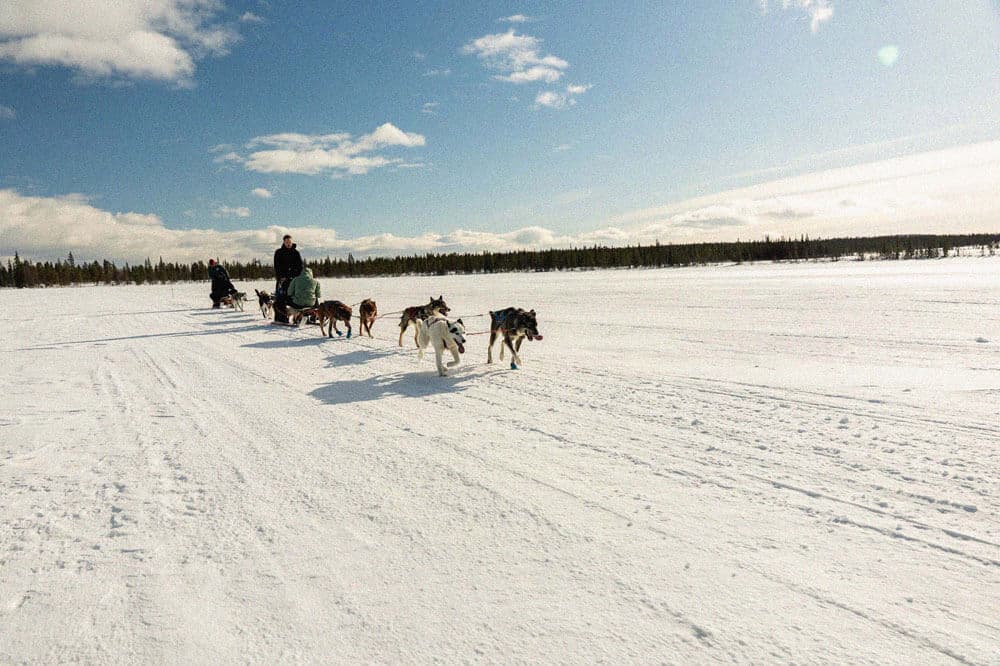 Arctic Dog Sledding Tour 3