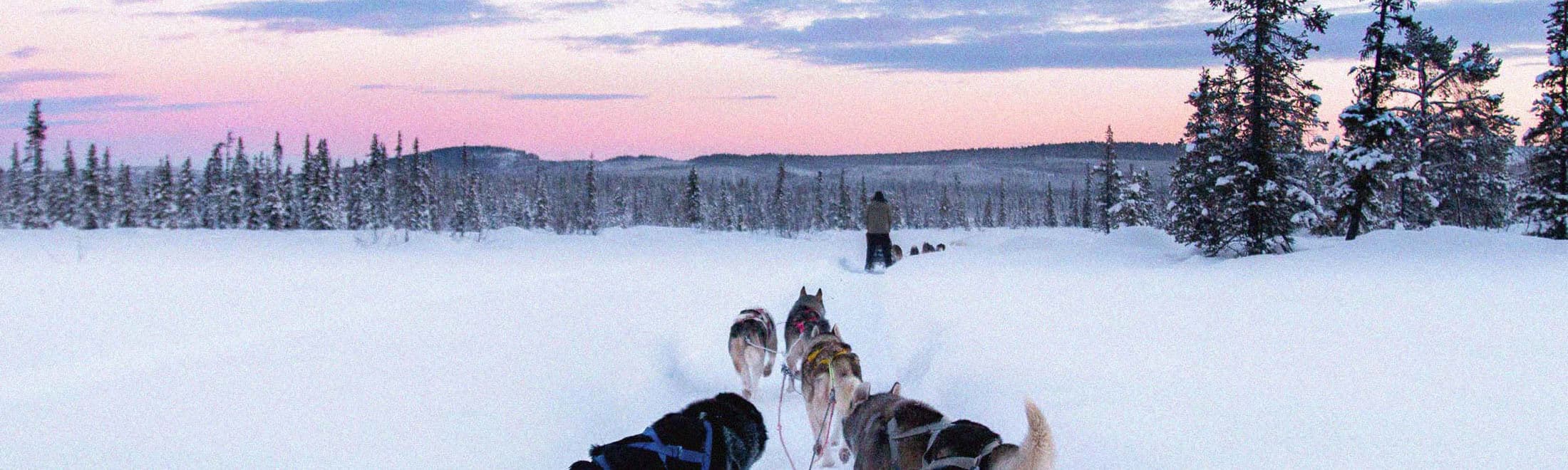 Dog Sledding Tour